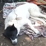 В Смоленске спасли от верной гибели собаку (видео)
